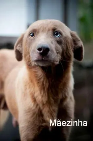 Cachorro raça SRD idade 4 anos nome Mãezinha