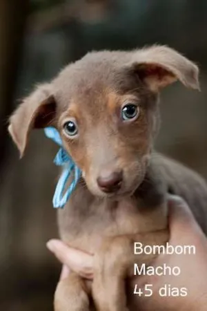 Cachorro raça SRD idade 2 a 6 meses nome Bombom
