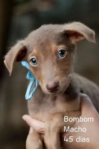 Cachorro ra a SRD idade 2 a 6 meses nome Bombom