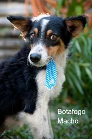 Cachorro raça SRD idade 2 anos nome Botafogo