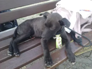 Cachorro raça SRD idade 2 a 6 meses nome Dark
