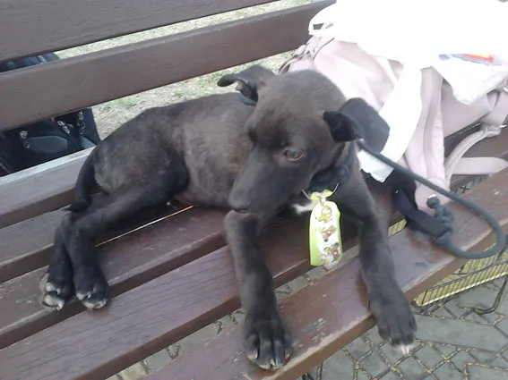 Cachorro ra a SRD idade 2 a 6 meses nome Dark