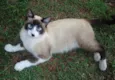 NINA