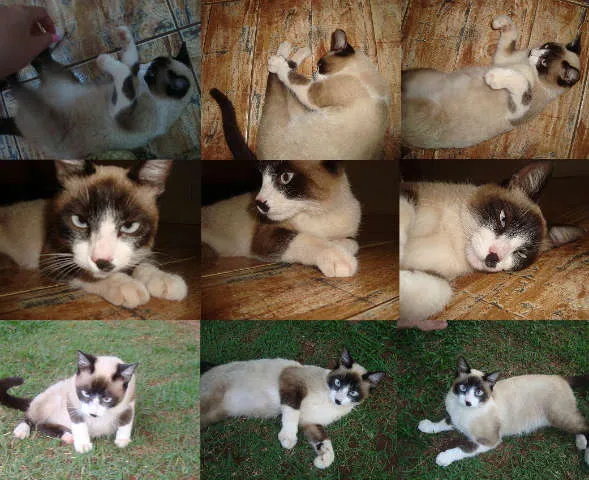 Gato ra a Mestiça "siamês" idade 2 a 6 meses nome NINA
