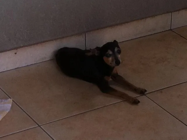 Cachorro ra a Pinscher idade 6 ou mais anos nome Sem nome