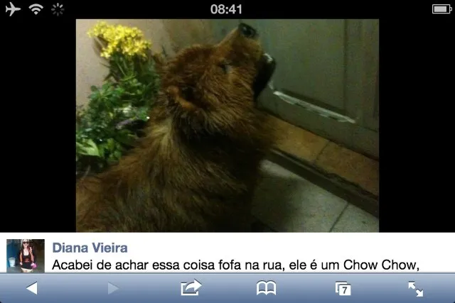 Cachorro ra a ChowChow idade  nome Encontrado