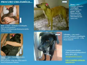 Cachorro raça SRD idade  nome Lindos Cãezinhos pa