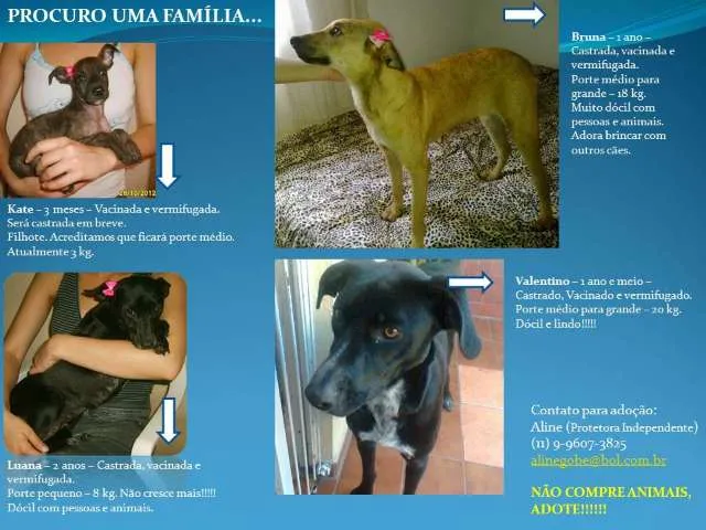 Cachorro ra a SRD idade nome Lindos Cãezinhos pa
