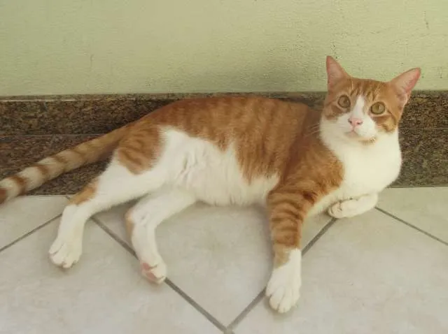 Gato ra a viralata idade 1 ano nome garfild