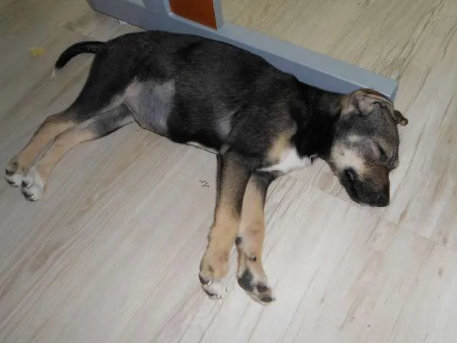 Cachorro ra a SRD idade 2 a 6 meses nome Catarina e Doris