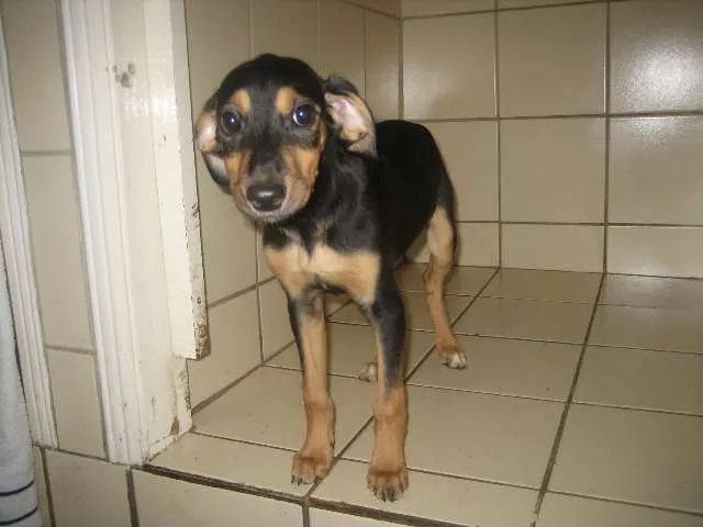 Cachorro ra a SRD idade 2 a 6 meses nome Catarina e Doris