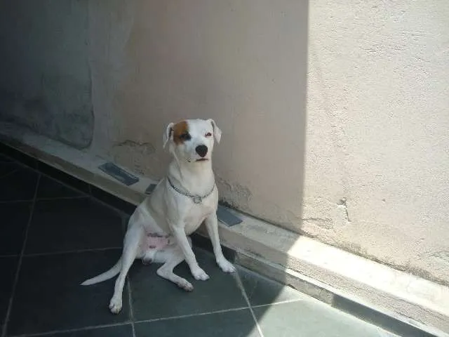 Cachorro ra a Pit bull / Mestiço - Vira-Lata idade 2 anos nome Jack