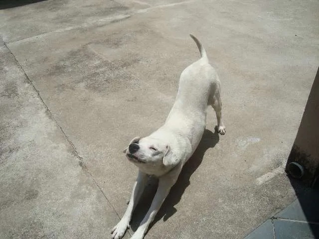 Cachorro ra a Pit bull / Mestiço - Vira-Lata idade 2 anos nome Jack