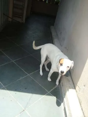 Cachorro ra a Pit bull / Mestiço - Vira-Lata idade 2 anos nome Jack
