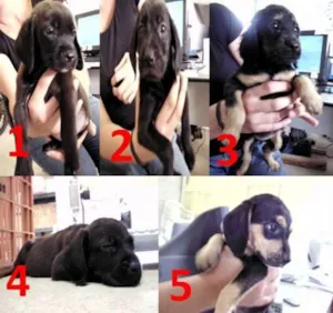 Cachorro raça SRD idade Abaixo de 2 meses nome Filhotes em Campinas