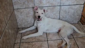 Cachorro raça indefinida idade 7 a 11 meses nome não tem