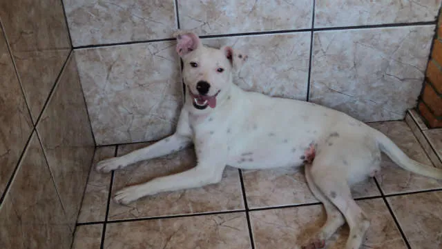 Cachorro ra a indefinida idade 7 a 11 meses nome não tem