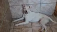 não tem