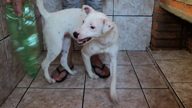 Cachorro ra a indefinida idade 7 a 11 meses nome não tem