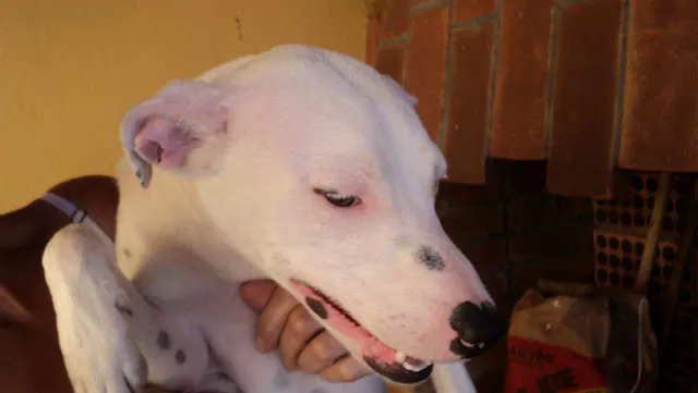 Cachorro ra a indefinida idade 7 a 11 meses nome não tem