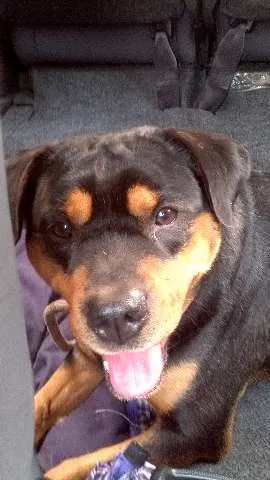 Cachorro ra a Rottweiler idade 1 ano nome Adote