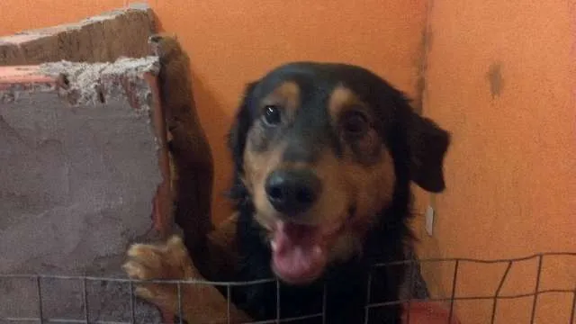 Cachorro ra a SRD idade 1 ano nome Adote
