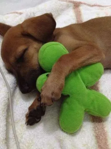 Cachorro ra a SRD idade Abaixo de 2 meses nome Pingo