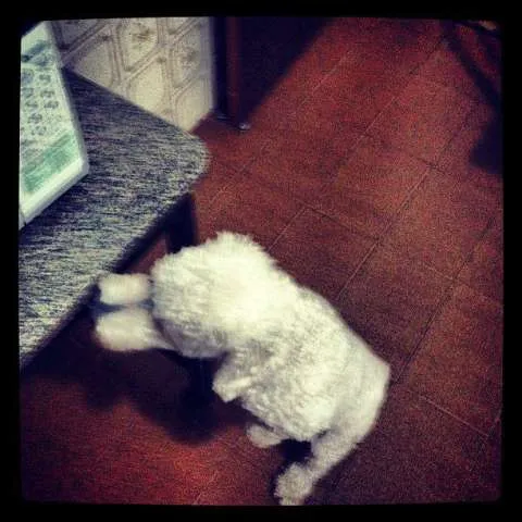 Cachorro ra a Poodle idade 3 anos nome Fred GRATIFICA