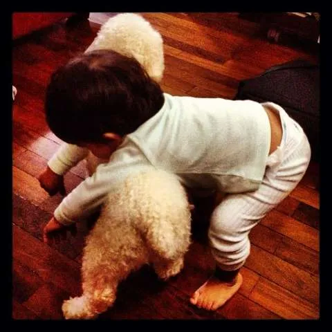 Cachorro ra a Poodle idade 3 anos nome Fred GRATIFICA