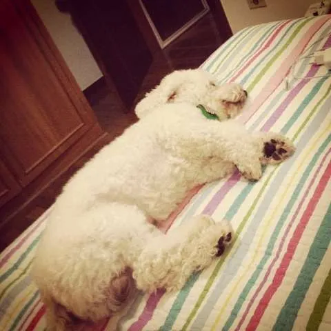 Cachorro ra a Poodle idade 3 anos nome Fred GRATIFICA
