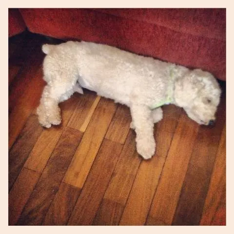 Cachorro ra a Poodle idade 3 anos nome Fred GRATIFICA