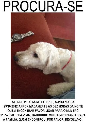 Cachorro ra a Poodle idade 3 anos nome Fred GRATIFICA