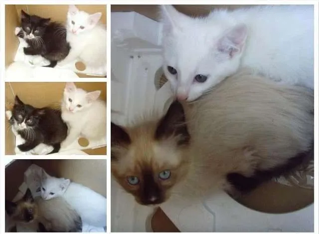 Gato ra a SRD idade 2 a 6 meses nome Filhotes de gato