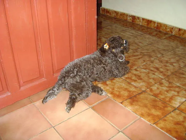 Cachorro ra a Poodle idade 3 anos nome CACAU