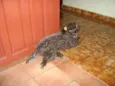 CACAU