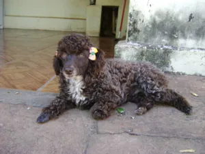 Cachorro raça Poodle idade 3 anos nome CACAU