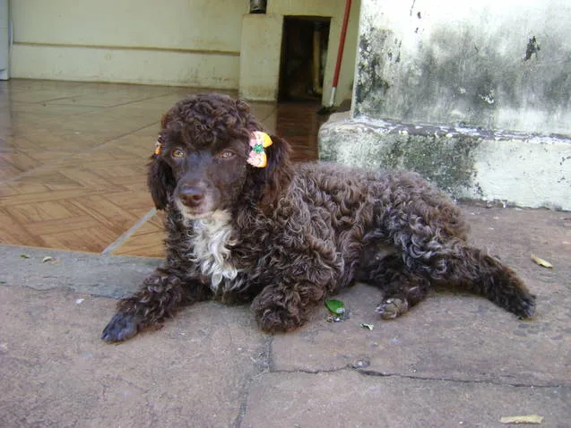 Cachorro ra a Poodle idade 3 anos nome CACAU