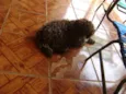 CACAU