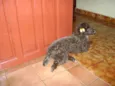 CACAU