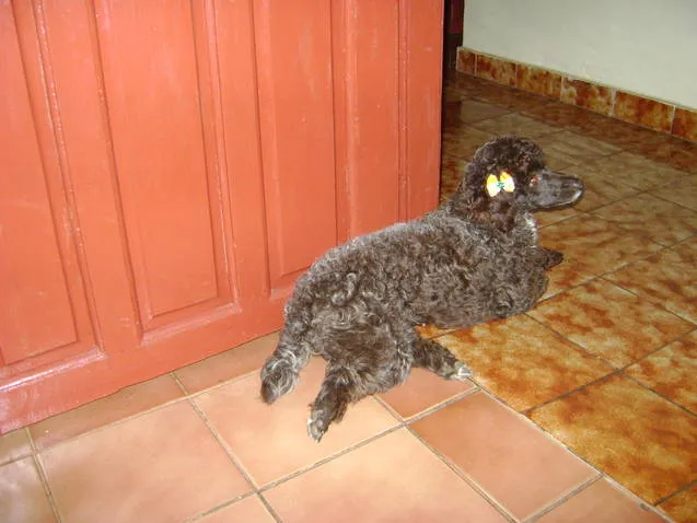 Cachorro ra a Poodle idade 3 anos nome CACAU