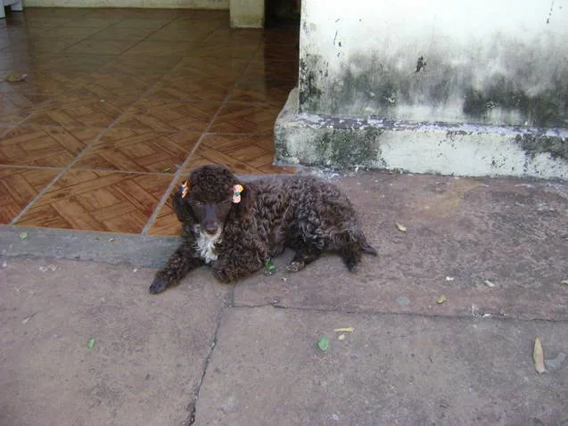 Cachorro ra a Poodle idade 3 anos nome CACAU