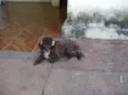 CACAU