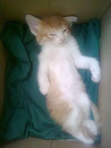 Gato raça  idade Abaixo de 2 meses nome Joaquim