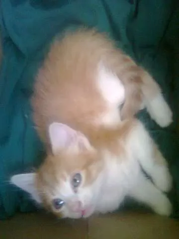 Gato raça  idade Abaixo de 2 meses nome Joaquim