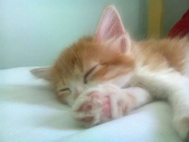 Gato raça  idade Abaixo de 2 meses nome Joaquim