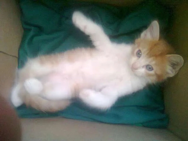 Gato raça  idade Abaixo de 2 meses nome Joaquim