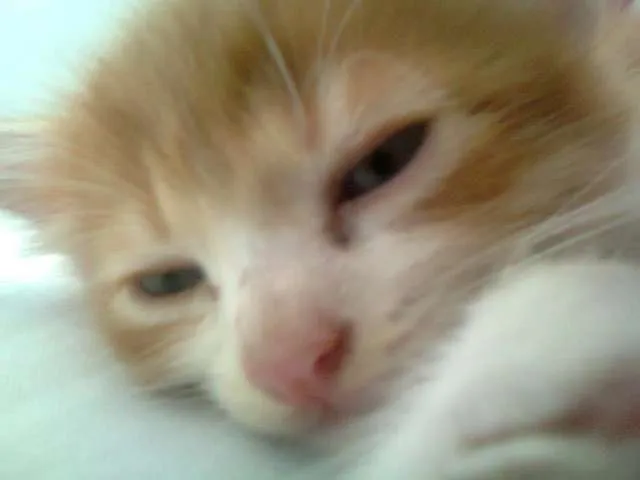 Gato raça  idade Abaixo de 2 meses nome Joaquim