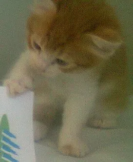 Gato raça  idade Abaixo de 2 meses nome Joaquim