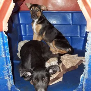 Cachorro raça SRD idade  nome LINDAS FÊMEAS PARA 