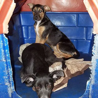 Cachorro ra a SRD idade nome LINDAS FÊMEAS PARA
